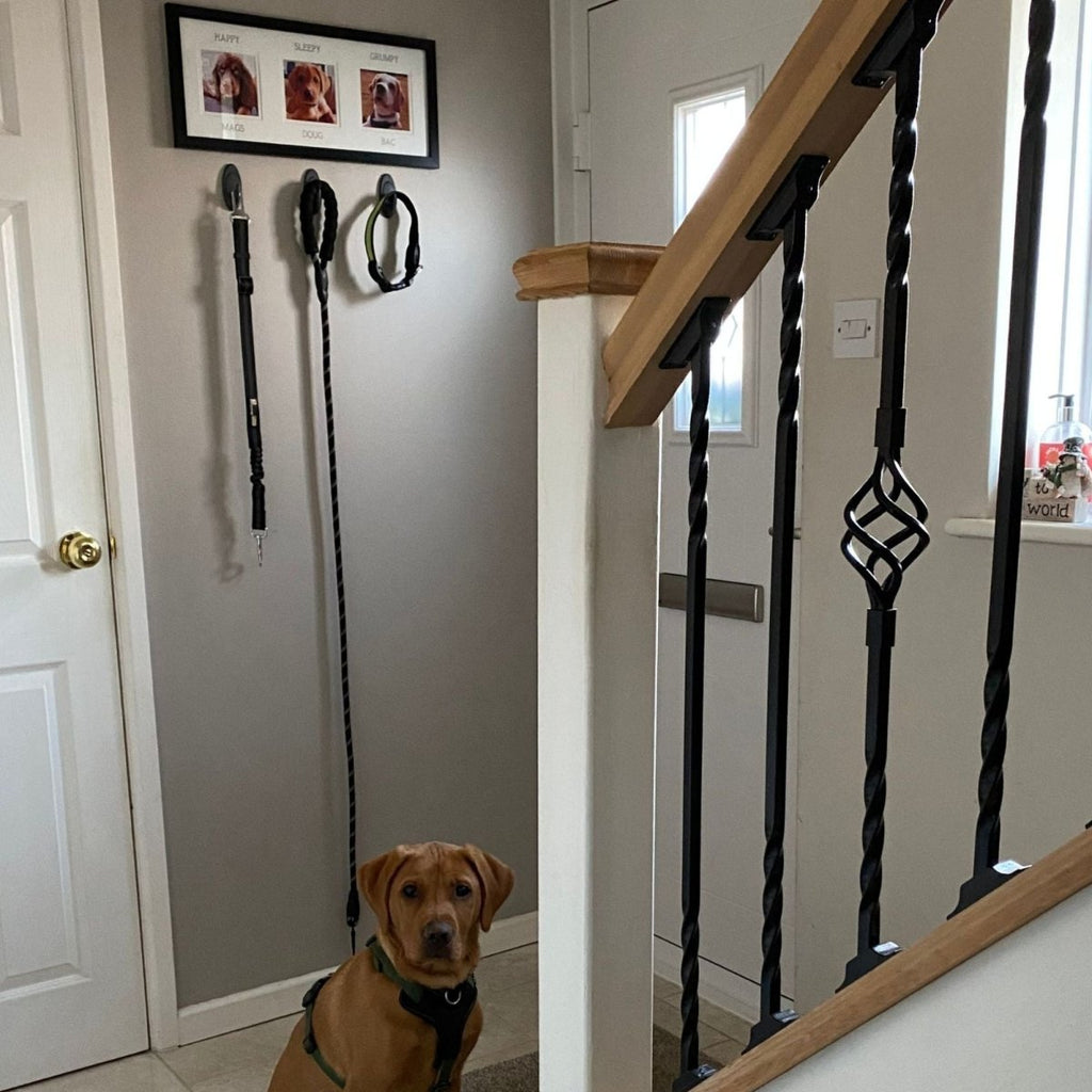Black frame on wall with dog leads hanging on the hooks, brown dog sitting at the bottom of the stairs